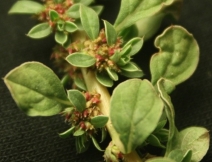 Amaranthus californicus
