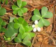 Oxalis incarnata