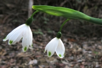 Leucojum aestivum