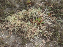 Atriplex watsonii