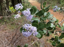 Ceanothus gloriosus