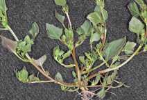Oxybasis chenopodioides