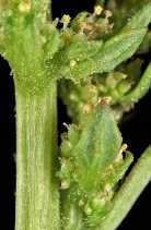 Oxybasis chenopodioides