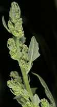 Oxybasis chenopodioides