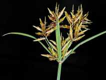 Cyperus esculentus var. leptostachyus