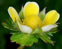 Duchesnea indica