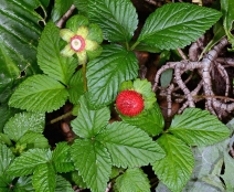 Duchesnea indica