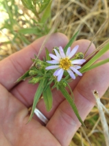 Symphyotrichum chilense