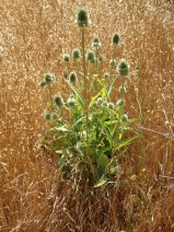 Dipsacus sativus