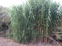 Arundo donax