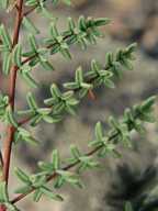 Pellaea mucronata