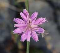 Stephanomeria cichoriacea