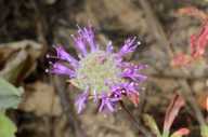 Monardella undulata ssp. undulata