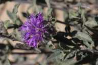 Monardella undulata ssp. crispa