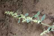 Chenopodium littoreum