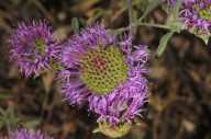 Monardella breweri ssp. breweri
