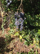 Ligustrum ovalifolium