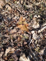 Acer rubrum