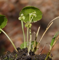 Hydrocotyle verticillata