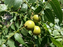 Juglans californica