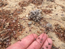 Nemacaulis denudata var. denudata