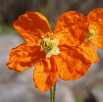 Papaver californicum