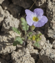 Phacelia fremontii