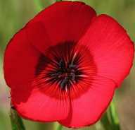 Linum grandiflorum