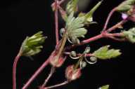 Geranium rotundifolium