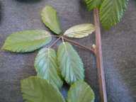Rubus ulmifolius var. anoplothyrsus