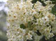 Ceanothus perplexans