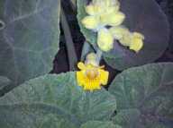 Proboscidea lutea