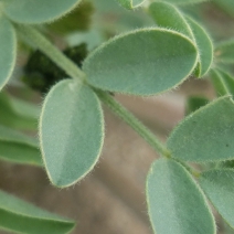 Astragalus lentiginosus var. nigricalycis