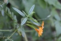 Diplacus aurantiacus ssp. aurantiacus