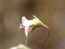 Nemacladus ramosissimus