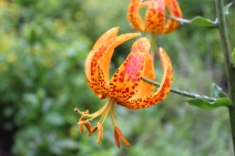 Lilium humboldtii