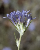 Eriastrum densifolium ssp. elongatum
