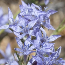 Eriastrum densifolium ssp. elongatum