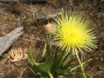 Conicosia pugioniformis