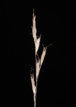Deschampsia danthonioides