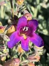 Penstemon californicus