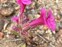 Diplacus fremontii