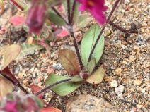 Diplacus fremontii