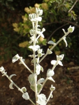 Brickellia nevinii