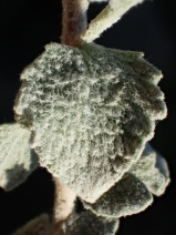 Brickellia nevinii