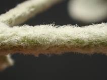 Brickellia nevinii