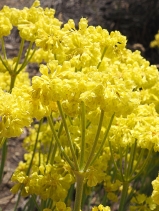 Eriogonum umbellatum var. dumosum