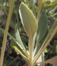 Eriogonum umbellatum var. dumosum