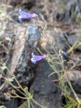 Penstemon filiformis
