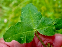Trifolium hybridum